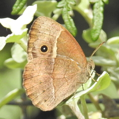 Bicyclus safitza