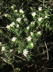 Pimelea hispida