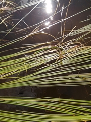 Sparganium gramineum