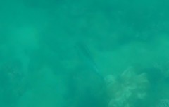 Scolopsis margaritifera