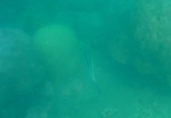 Scolopsis margaritifera