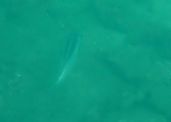 Scolopsis margaritifera