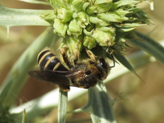 Halictus fulvipes