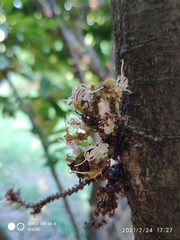Cynometra cauliflora