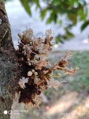 Cynometra cauliflora