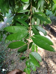 Cynometra cauliflora