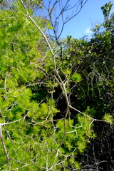 Asparagus retrofractus