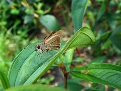 Pelopidas mathias mathias