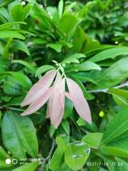 Cynometra cauliflora