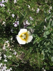 Calochortus subalpinus