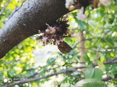 Cynometra cauliflora