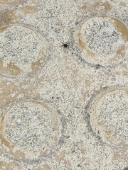 Euryopis