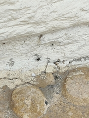 Euryopis