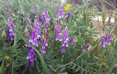 Vicia villosa