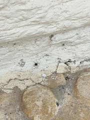 Euryopis