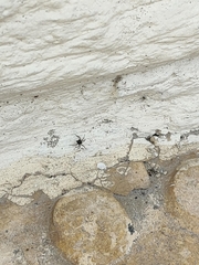 Euryopis