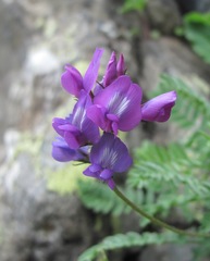 Oxytropis owerinii