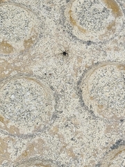 Euryopis