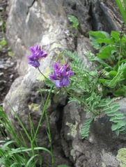 Oxytropis owerinii