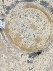 Euryopis