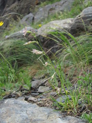 Silene saxatilis