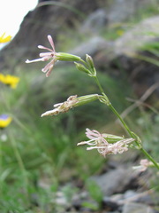Silene saxatilis