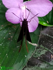 Ancistroides nigrita