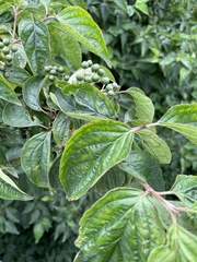 Cornus sanguinea