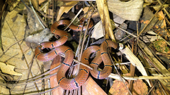 Sinomicrurus macclellandi macclellandi