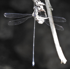 Ecchlorolestes nylephtha