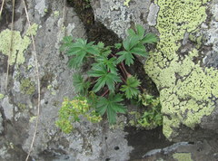 Alchemilla sericea