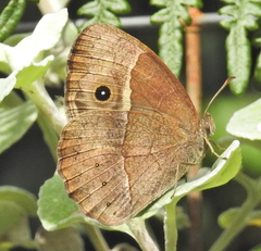 Bicyclus safitza