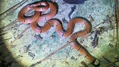 Sinomicrurus macclellandi macclellandi