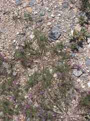 Astragalus versicolor