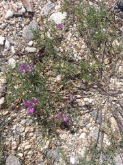 Astragalus versicolor