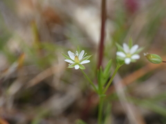 Sabulina tenuifolia