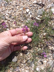 Astragalus versicolor