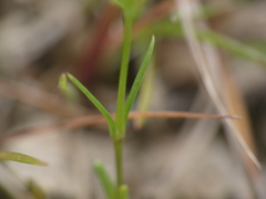 Sabulina tenuifolia
