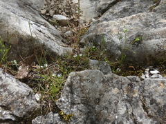 Sabulina tenuifolia