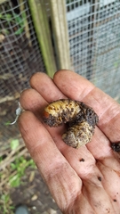 Oryctes nasicornis