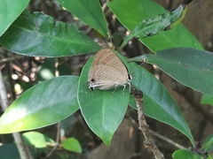 Deudorix epijarbas