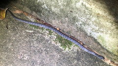 Pareas margaritophorus