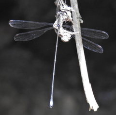 Ecchlorolestes nylephtha