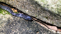 Pareas margaritophorus