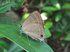 Deudorix epijarbas