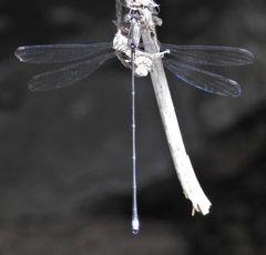 Ecchlorolestes nylephtha