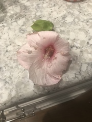 Hibiscus laevis