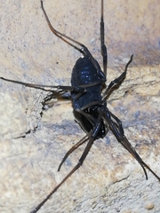 Ischyropsalis