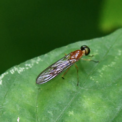 Ptecticus cingulatus