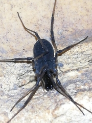 Ischyropsalis